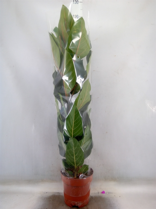 <h4>Ficus benghalensis 'Joy'</h4>