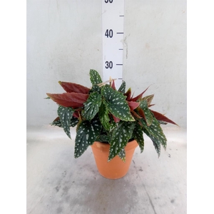 Begonia BD mac. 'Spotlight Green'