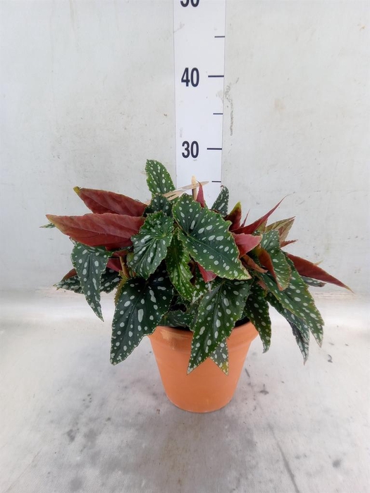 <h4>Begonia BD mac. 'Spotlight Green'</h4>