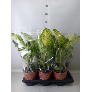 Dieffenbachia  'Mars'