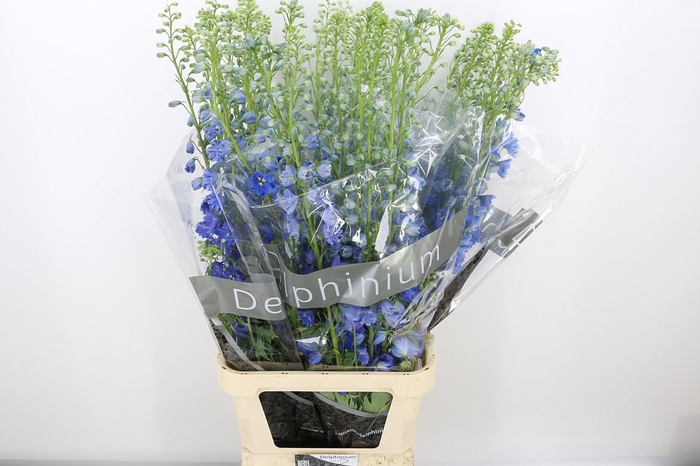 <h4>Delph Du Trit D Blue</h4>
