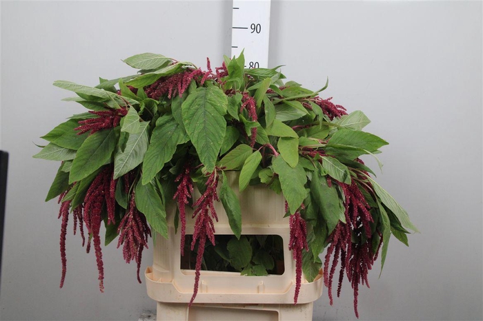 <h4>Amar Ca Red Cord</h4>