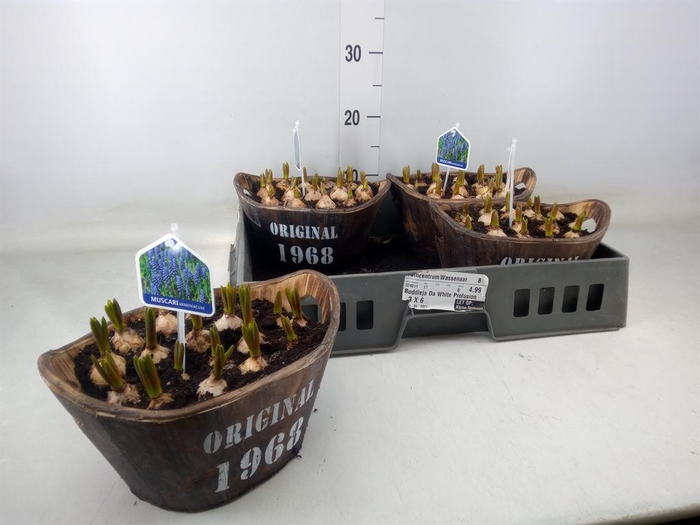 <h4>Arr.  Muscari L%</h4>