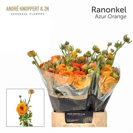 <h4>Ran Aazur Orange</h4>