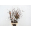 CHAENOMELES SUPERBA PINK 090CM