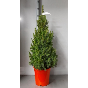 PICEA GL CONICA