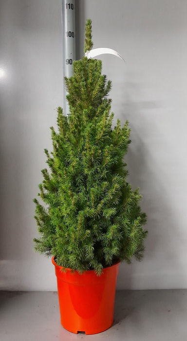 <h4>PICEA GL CONICA</h4>