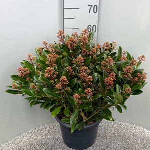 Skimmia japonica 'Rubesta Optima'