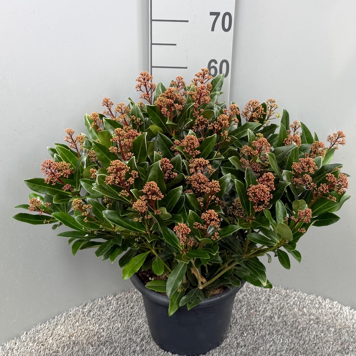 <h4>Skimmia japonica 'Rubesta Optima'</h4>