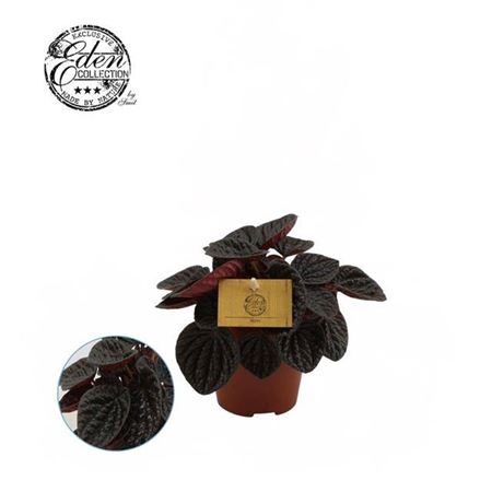 Pep Chocolade