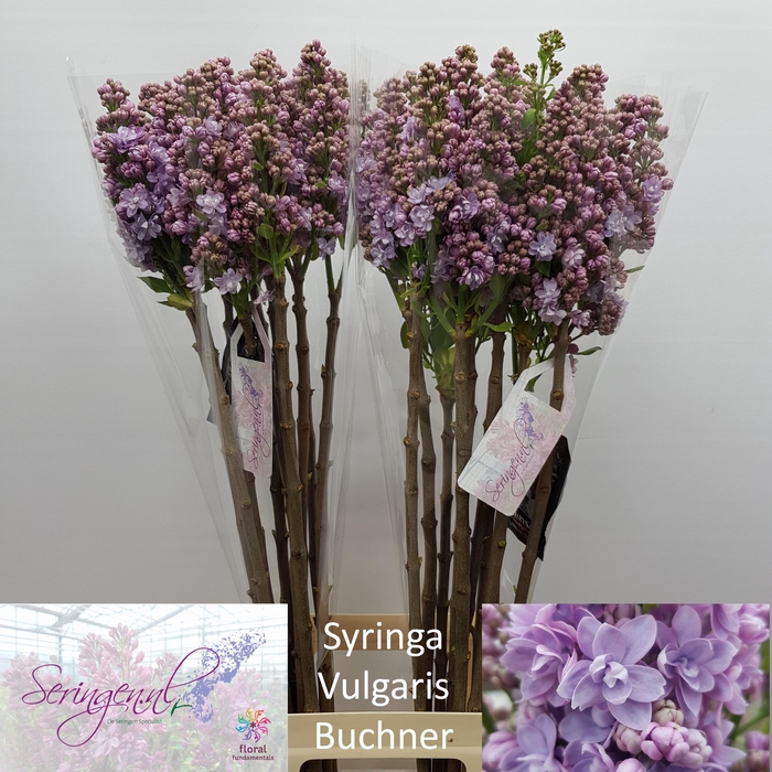 <h4>SYR V MICHEL BUCHNER</h4>