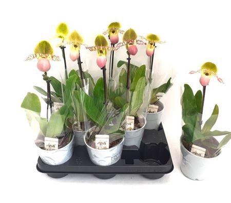 <h4>Paph Multiflower Gem</h4>