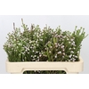 Kaaps Groen Spray Brunia