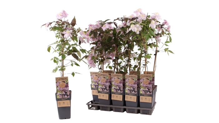 <h4>CLEM MO MAYLEEN</h4>