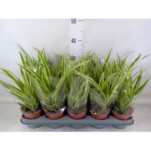 Chlorophytum com. 'Vittatum'