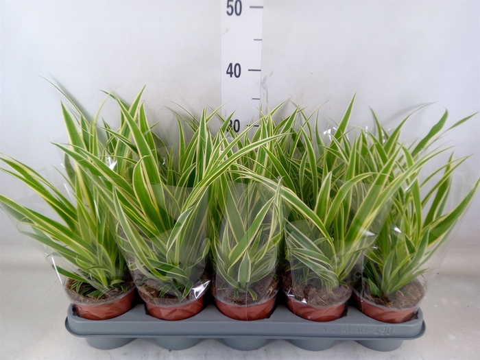 <h4>Chlorophytum com. 'Vittatum'</h4>