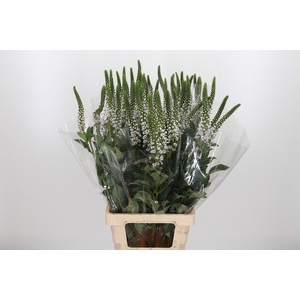 Lysimachia Clethroides
