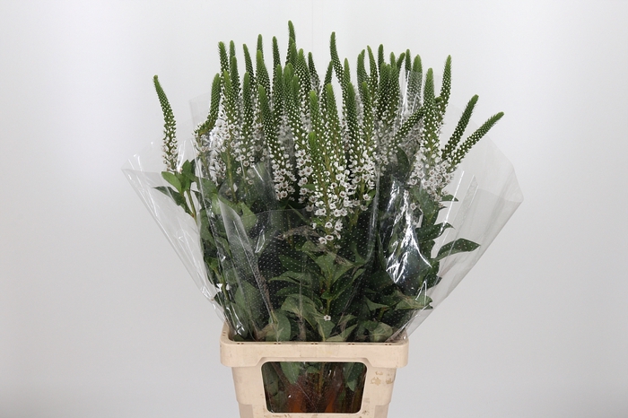 <h4>Lysimachia Clethroides</h4>