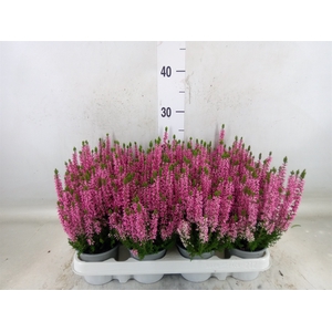 Calluna vulg. 'Beauty L Michelle'