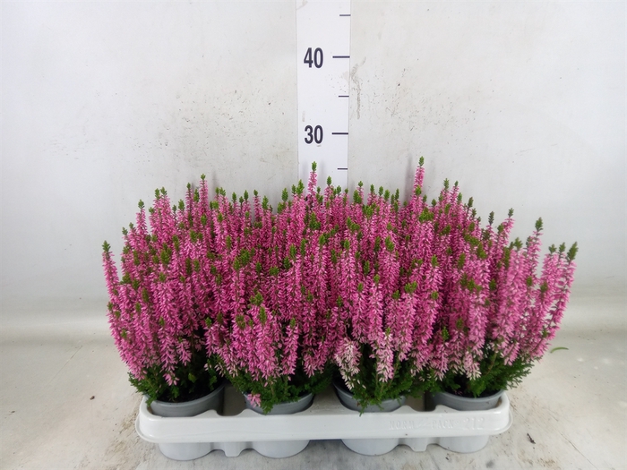 <h4>Calluna vulg. 'Beauty L Michelle'</h4>