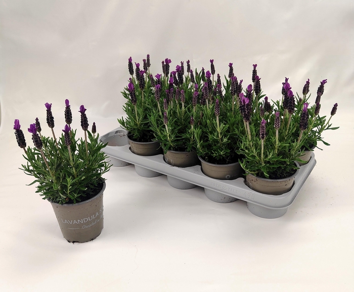 <h4>LAVAN STOECHAS</h4>