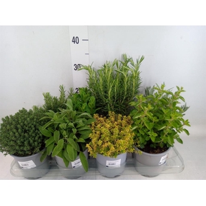 Tuinkruiden   ...mix