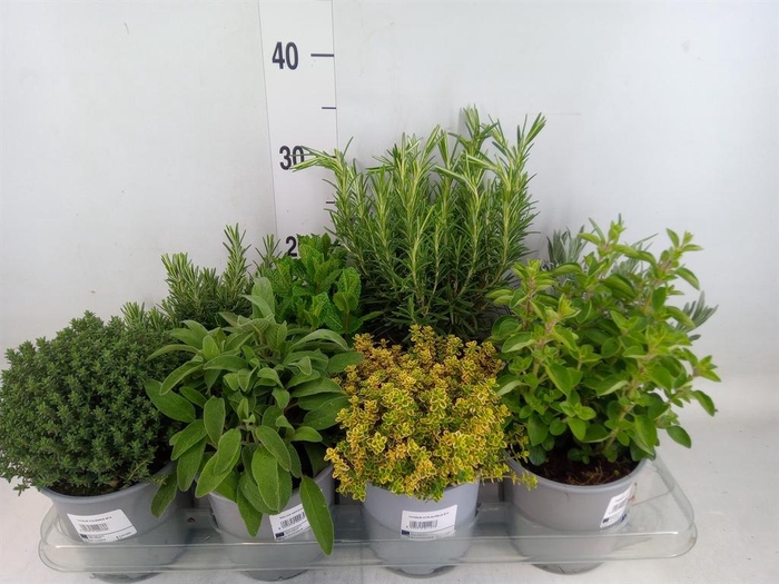 <h4>Tuinkruiden   ...mix</h4>