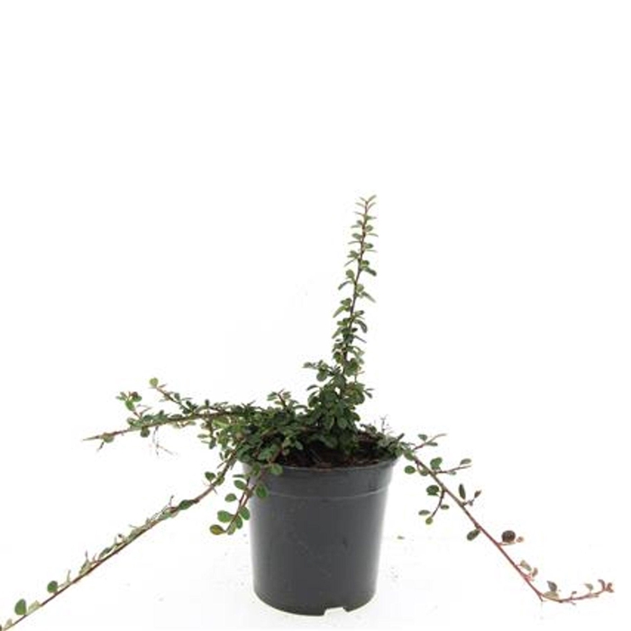 <h4>Cotoneaster procumbens Queen of Ca</h4>