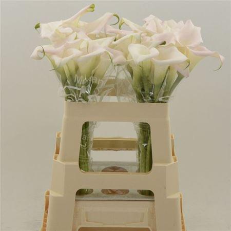 <h4>Zant Sweet Art</h4>