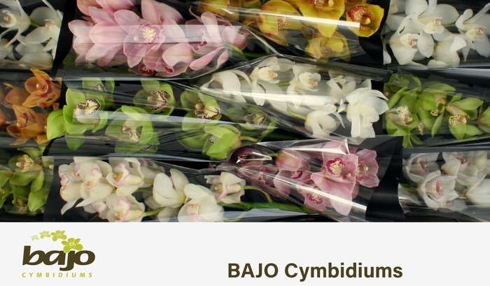<h4>CYMB T GEM</h4>