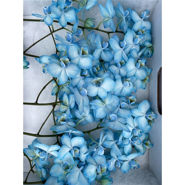 <h4>Phal Coloured Venice Navy</h4>