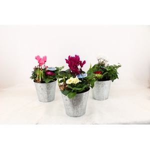 Arrangementen Snow in zinkenpot Tim