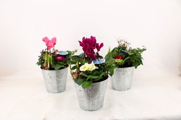 <h4>Arrangementen Snow in zinkenpot Tim</h4>