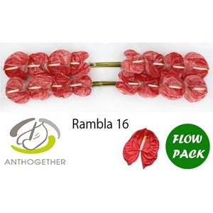 Anth A Rambla 11 cm X16 Flow Pack Bouman