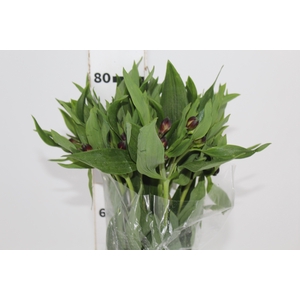 ALSTROEMERIA MERLOT 080 CM VERMELHO