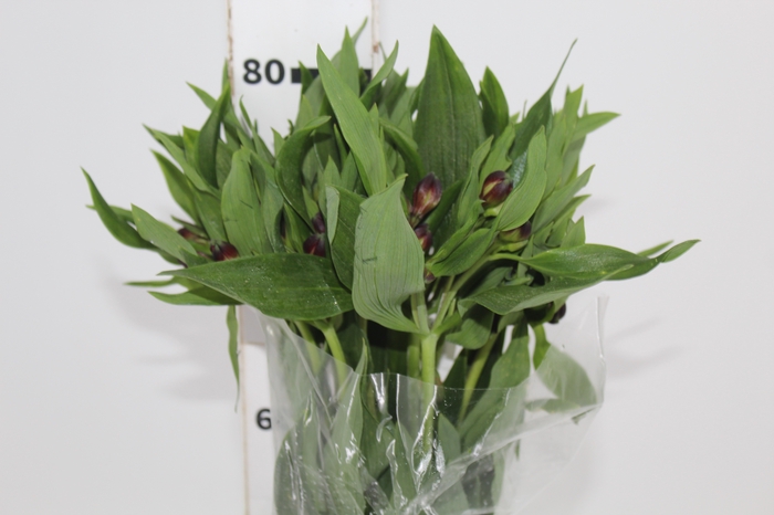 <h4>ALSTROEMERIA MERLOT 080 CM VERMELHO</h4>