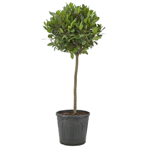 Laurus nobilis Bol op stam