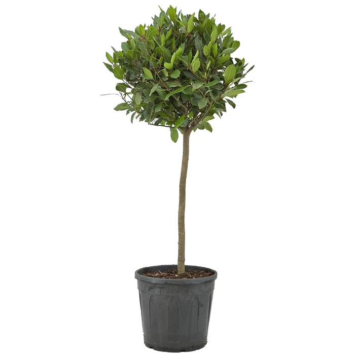 <h4>Laurus nobilis Bol op stam</h4>