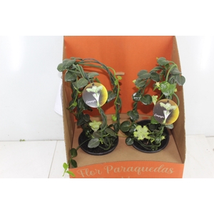 CEROPEGIA SANDERSONII P15