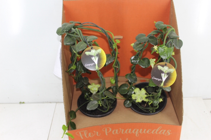 CEROPEGIA SANDERSONII P15