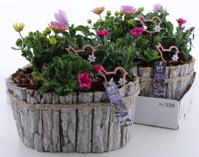 <h4>ARR TUINPLANTEN</h4>