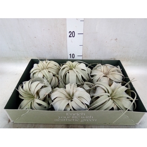 Tillandsia xerographica