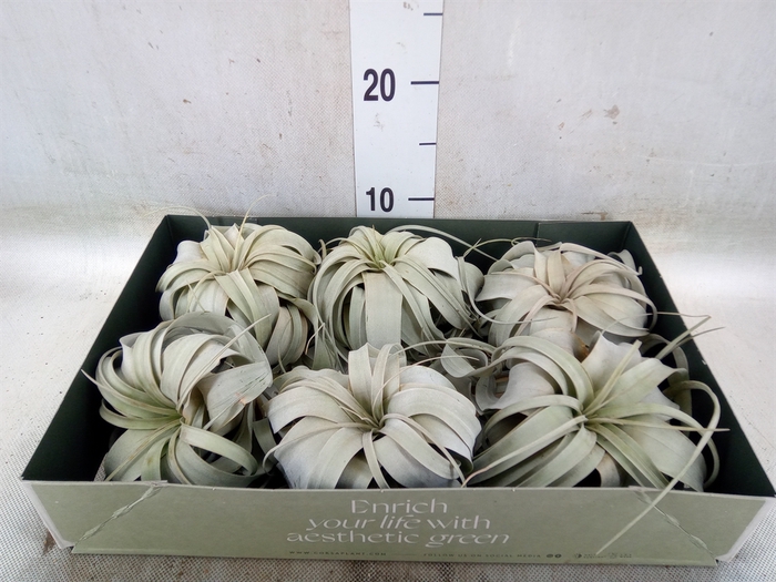 <h4>Tillandsia xerographica</h4>