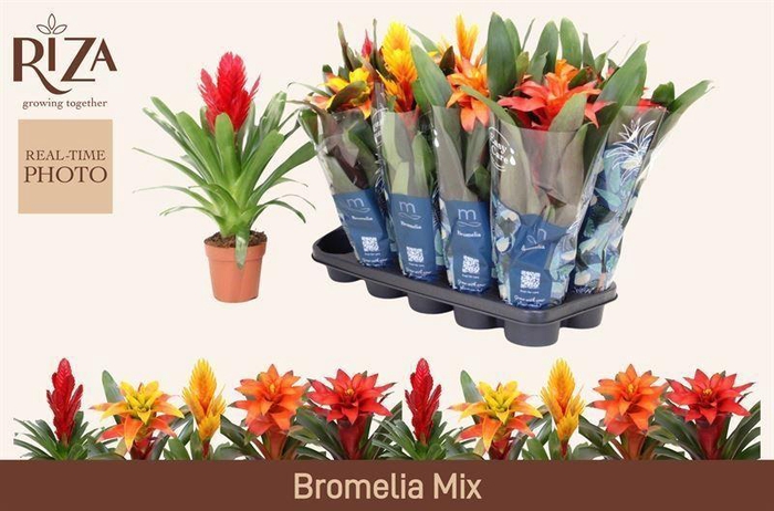 <h4>Bromelia gemengd 6 soorten</h4>