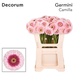 GE MB CAMILLA Emmer X40 met hoes