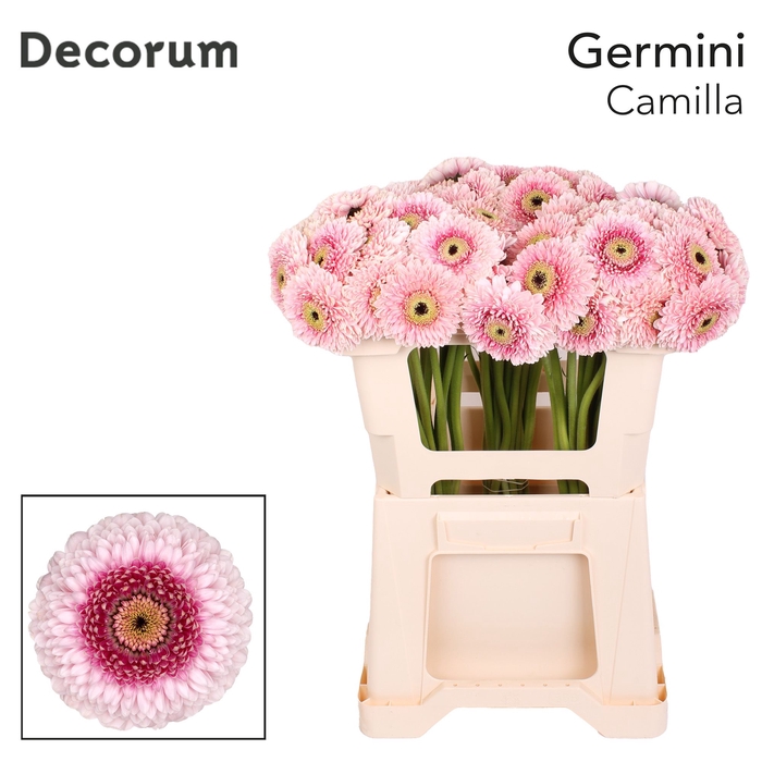 <h4>GE MB CAMILLA Emmer X40 met hoes</h4>