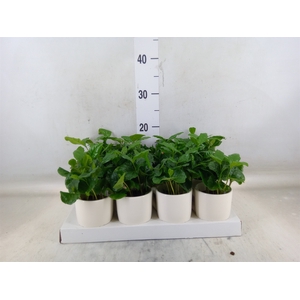 Coffea arabica
