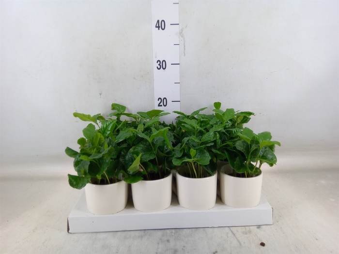 <h4>Coffea arabica</h4>