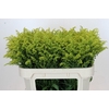 Solidago Tara Gold