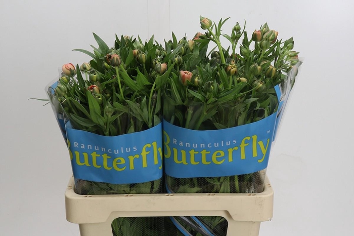 Ranunculus Butterfly Eris